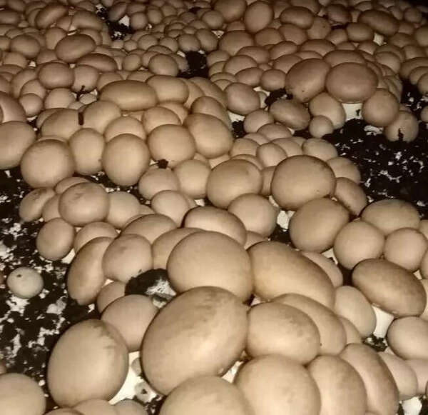 Champignon de Paris BIO : un désastre écologique ? Découvrez la vérité