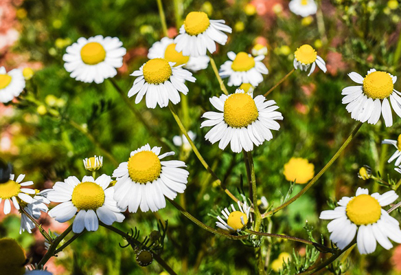 Acidité gastrique et phytothérapie