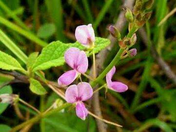 desmodium-adscendens-4