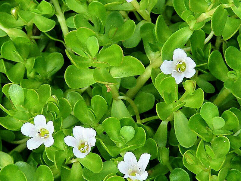 bacopa