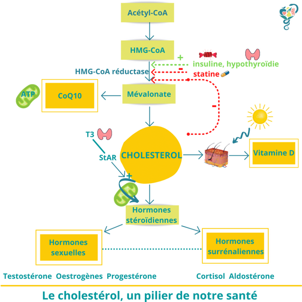 L’utilisation à long terme des statines est liée à des maladies cardiaques : résumés d’études