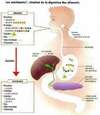 digestion des protéines