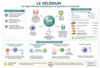 thyroïde et mécanisme d'action du sélénium essentiel