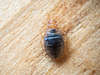 exterminer punaises de lit