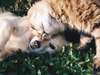infestation du chat ou du chien