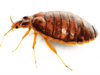Les insectes dans les auberges de jeunesse