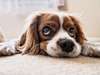 chiens cause infestation animaux domestiques