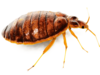 La punaise de lit : un insecte qui pique