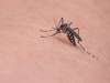 Le moustique : un insecte piqueur