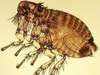 La puce : un insecte hématophage