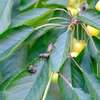 Punaises diaboliques adultes