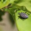 La punaise nébuleuse dans son habitat naturel