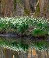 Gros plan sur fleur séchée rappelant soutien Fleurs de Bach