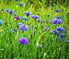 Fleurs de crocus en floraison rappelant remède naturel