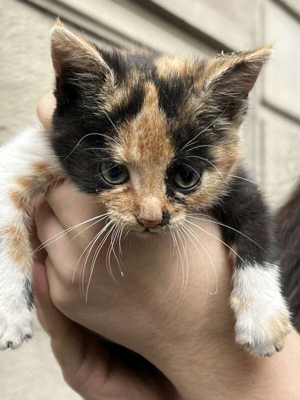 C'est quoi  "être humain" ?