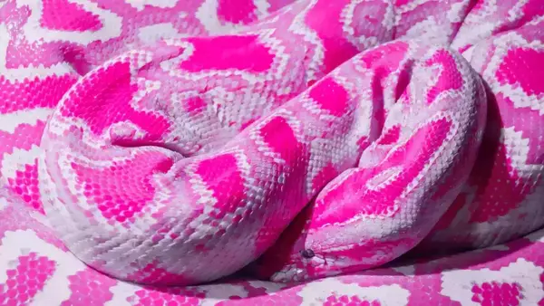 Accepter de grandir c'est accepter de muer