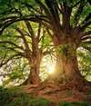 tronc d'arbre mousse racines nature psychogénéalogie