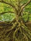 Racines arbre branche