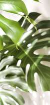 Consultation de naturopathie pour améliorer la santé naturellement à Thuir