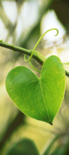 Accompagnement personnalisé en naturopathie et Reiki pour le surmenage à Thuir