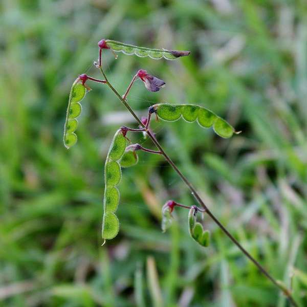 D COMME DESMODIUM | Blog D COMME DESMODIUM | Blog