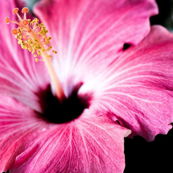 H COMME HIBISCUS