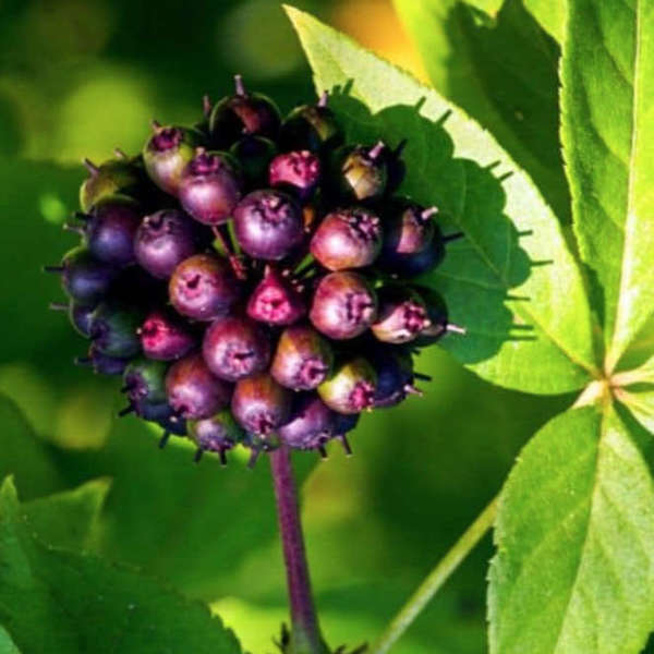 E COMME ÉLEUTHÉROCOQUE