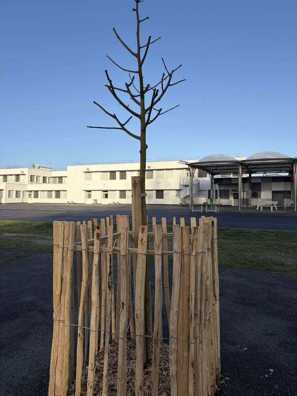 PLANTATION AU COLLEGE 