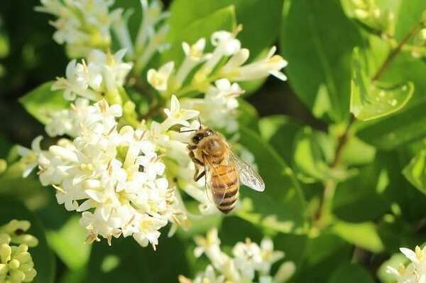 La propolis et ses applications