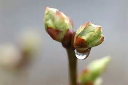 Atelier : LA GEMMOTHERAPIE OU COMMENT SE SOIGNER AVEC LES BOURGEONS ?