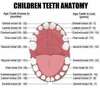 Cabinet orthodontie Paris 8, anatomie des dents chez les enfants