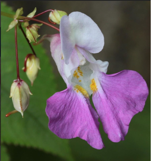 Octobre Rose : les plantes médicinales au service de la féminité