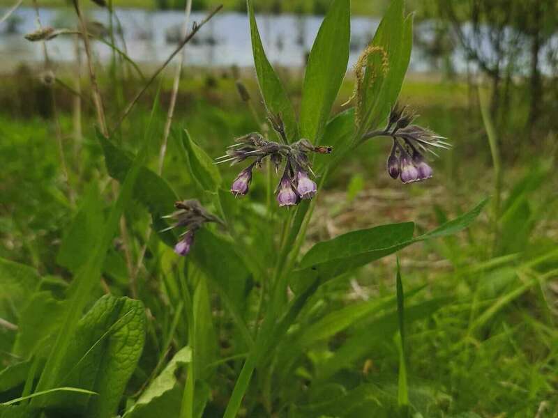 fleurs_de_conssoudes