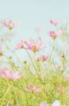 Fleurs cosmos roses illustrant naturopathie et bien-être naturel