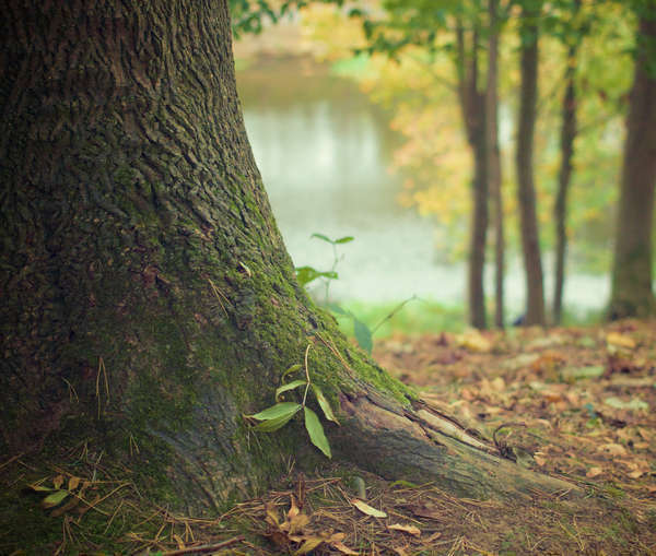 Qu'est ce que l'ancrage ?
