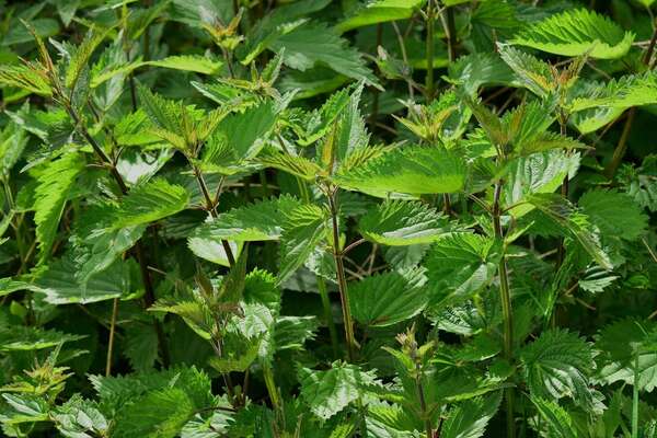 L'ortie : le super-aliment caché de votre jardin… et un allié pour votre système nerveux