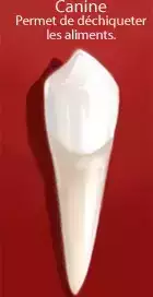 Orthodontie : la traction d'une canine palatine incluse