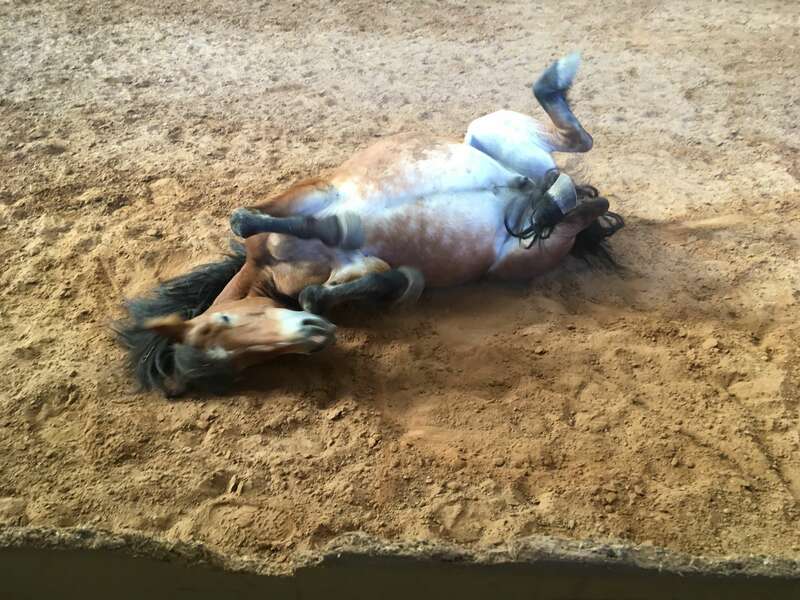 img_061920210308-2758593-1js6ylj