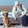 Détection de détection de punaises de lit - détection canine