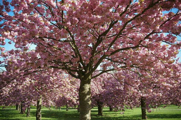 Chroniques d'une psychopédagogue - Avril 2025 