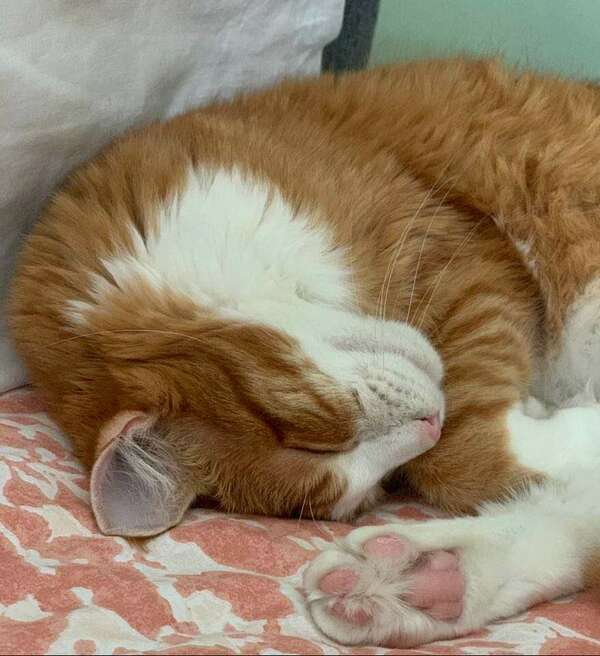 Le Sommeil demande réparation