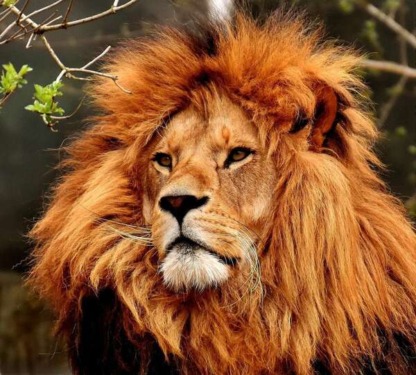 Portail des Etoiles et Nouvelle Lune