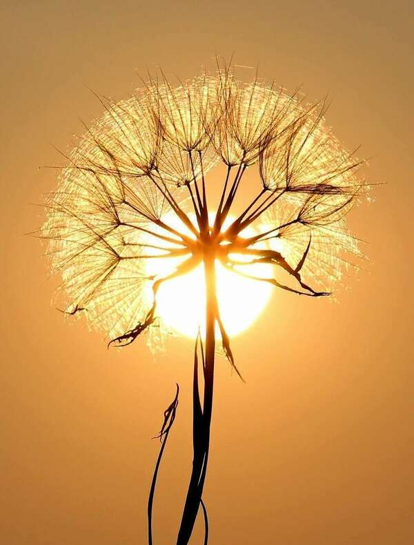 Oncologie et Reflexologie