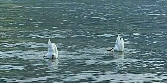 Sortir la tête hors de l'eau