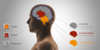 les différentes parties du cerveau
