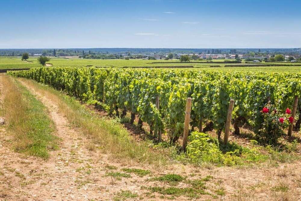 Un site pour évaluer les terres, prés, vignes et autres forêts