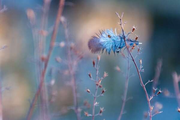 Bulle de douceur 