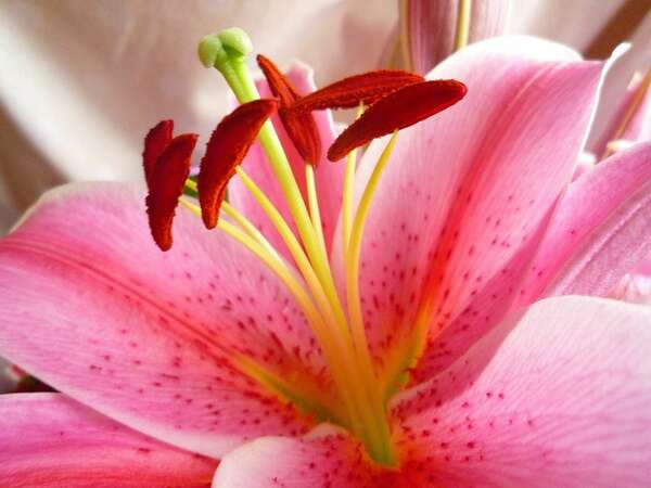 Le Karma Négatif et positif : Une Perspective non Spirituelle et Spirituelle