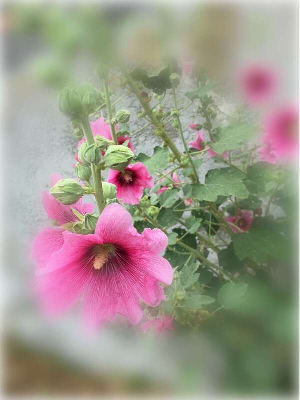 L'amnésie traumatique