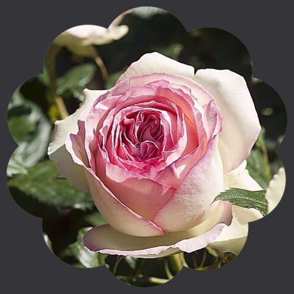 Voilà le Printemps!